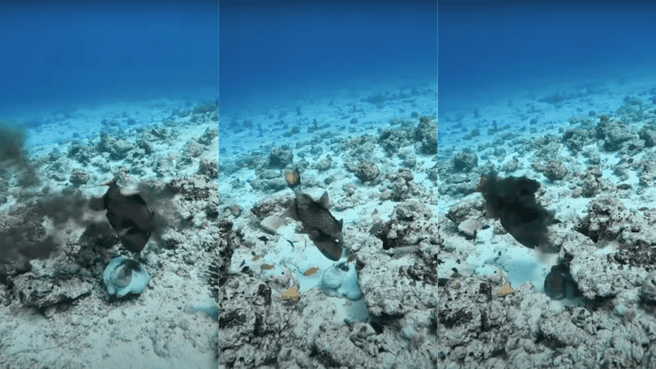Watch Rare Encounter Titan Triggerfish Attacks Octopus