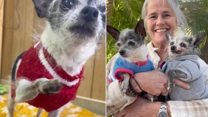 Senior Rescue Chihuahua Returned To Shelter And The Reason Is Shocking