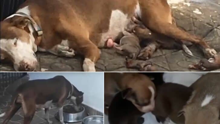 Abandoned Pregnant Dog is Rescued After She Gives Birth in the Street