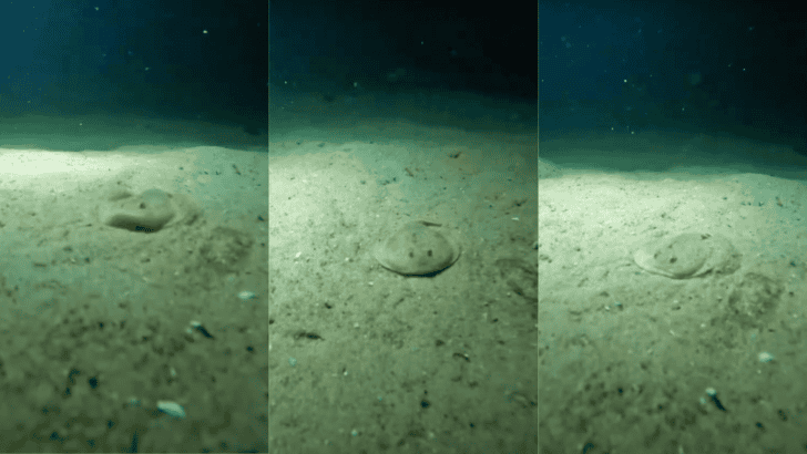 Special Electric Ray Encounter Under The Stars