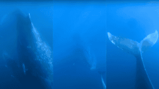 humpback whale chases dolphin