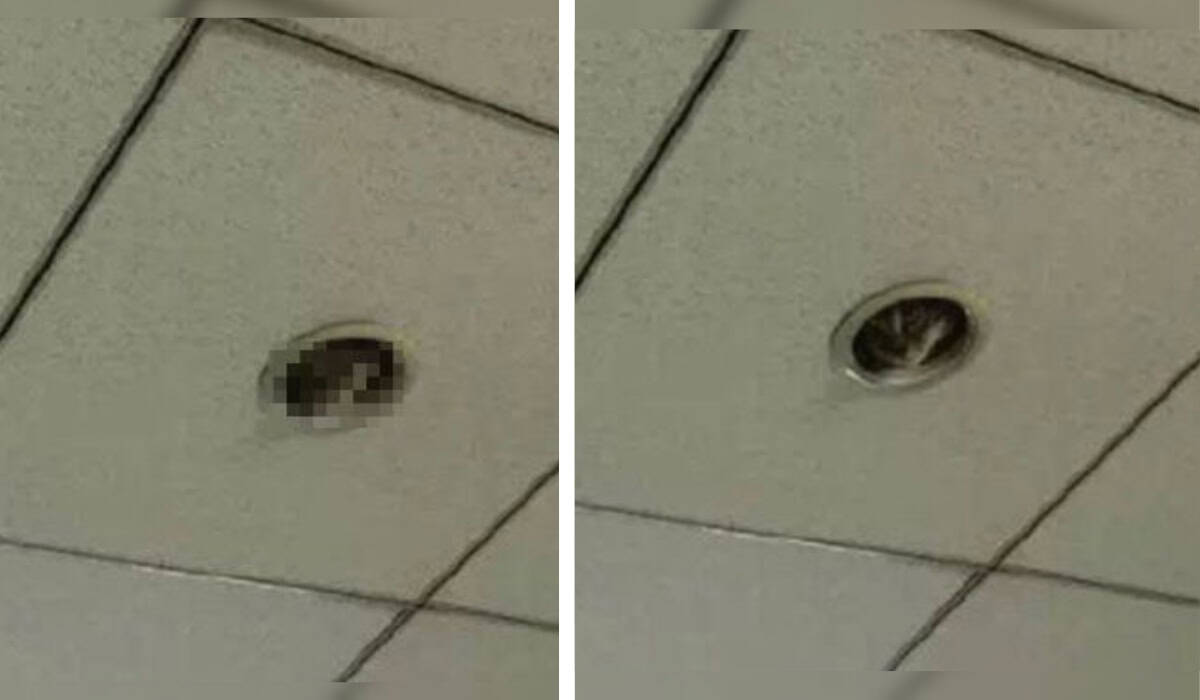 Cat Peeking Through Roof