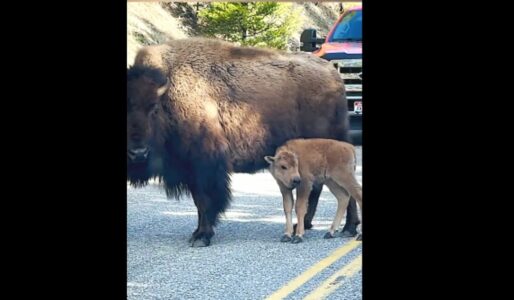 Baby Bison Falls Asleep in the Middle of the Road in Yellowstone National Park