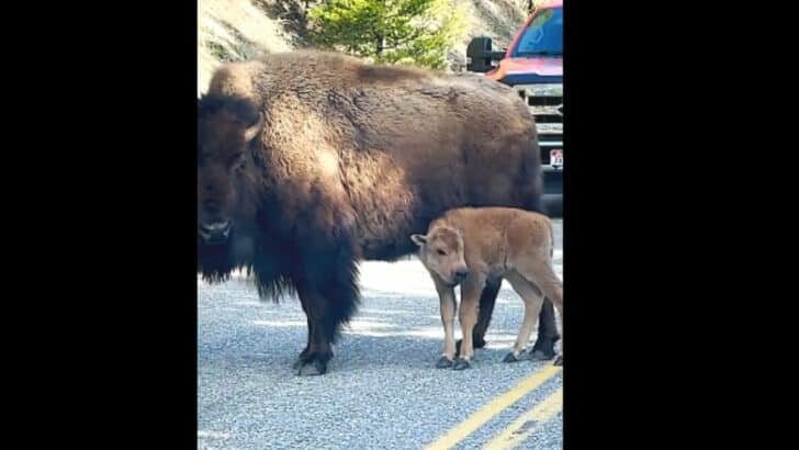 Baby Bison Falls Asleep in the Middle of the Road in Yellowstone National Park