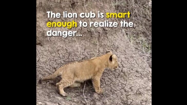 Baby Lion In Trouble Rescued By Mother