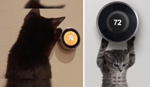 Clever Tech-Savvy Cat Conquers Thermostat!