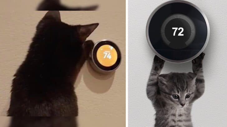 Clever Tech-Savvy Cat Conquers Thermostat!