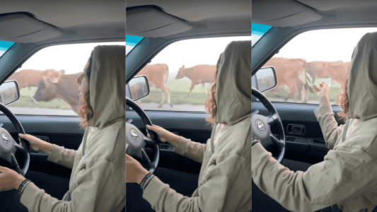 Watch Risky Driving Through A Massive Herd Of Moving Cows
