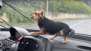 dog chases windscreen wipers