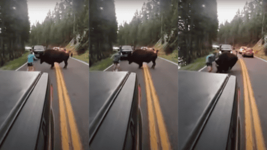 Bison Charges Drunk Guy For Roaring At Him