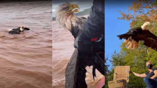 Watch Bald Eagle Rescued By River Rafting Team