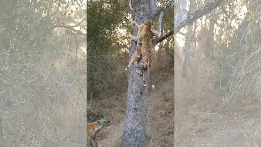 Leopard Scales A Tree To Keep A Hyena From Eating Its Meal