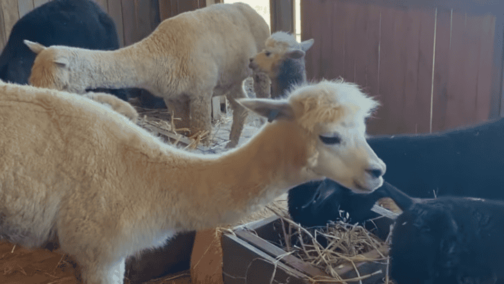 Watch An Alpaca Have A Sneezing Fit