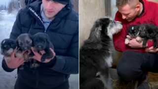 Mama Dog Asks A Man To Save Her Puppies From The Cold