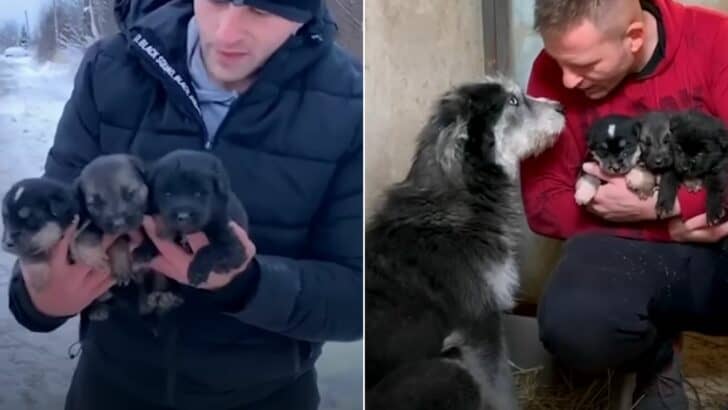 Mama Dog Asks Man To Save Her Puppies From The Cold