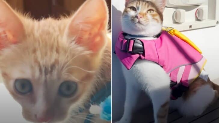 Rescued Kitten Now Travels The World By Boat