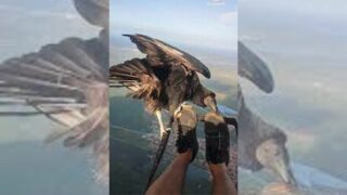 Vulture Lands on Paraglider