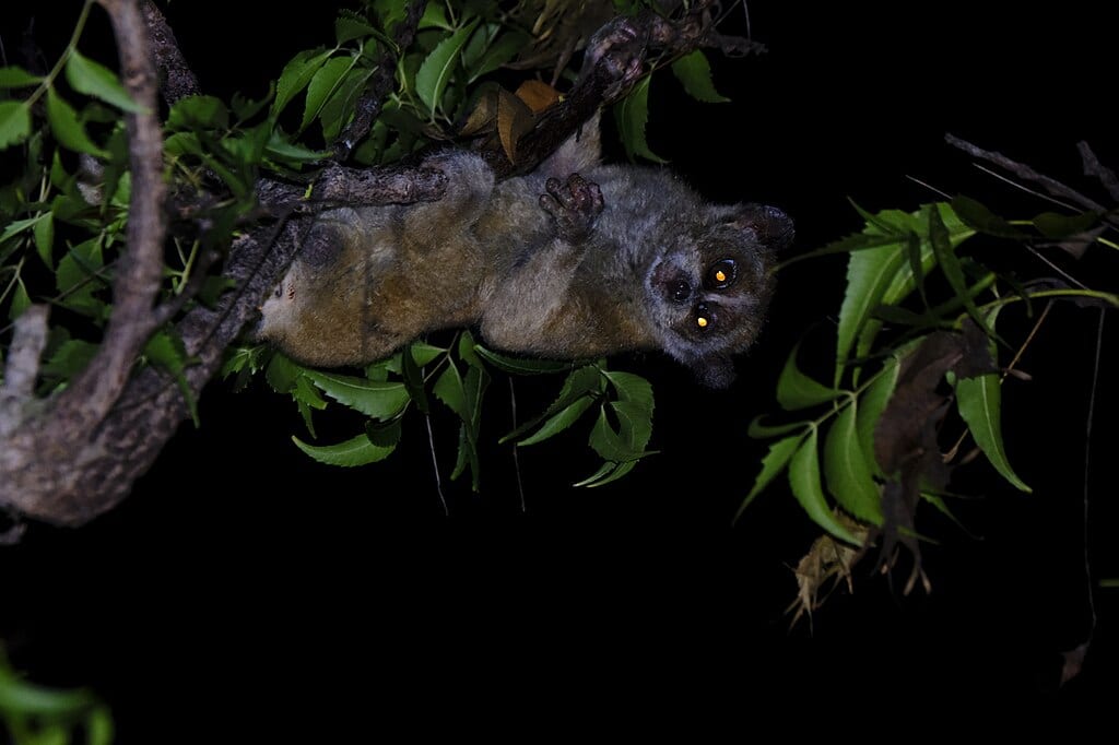Pygmy Slow crawling the tree
