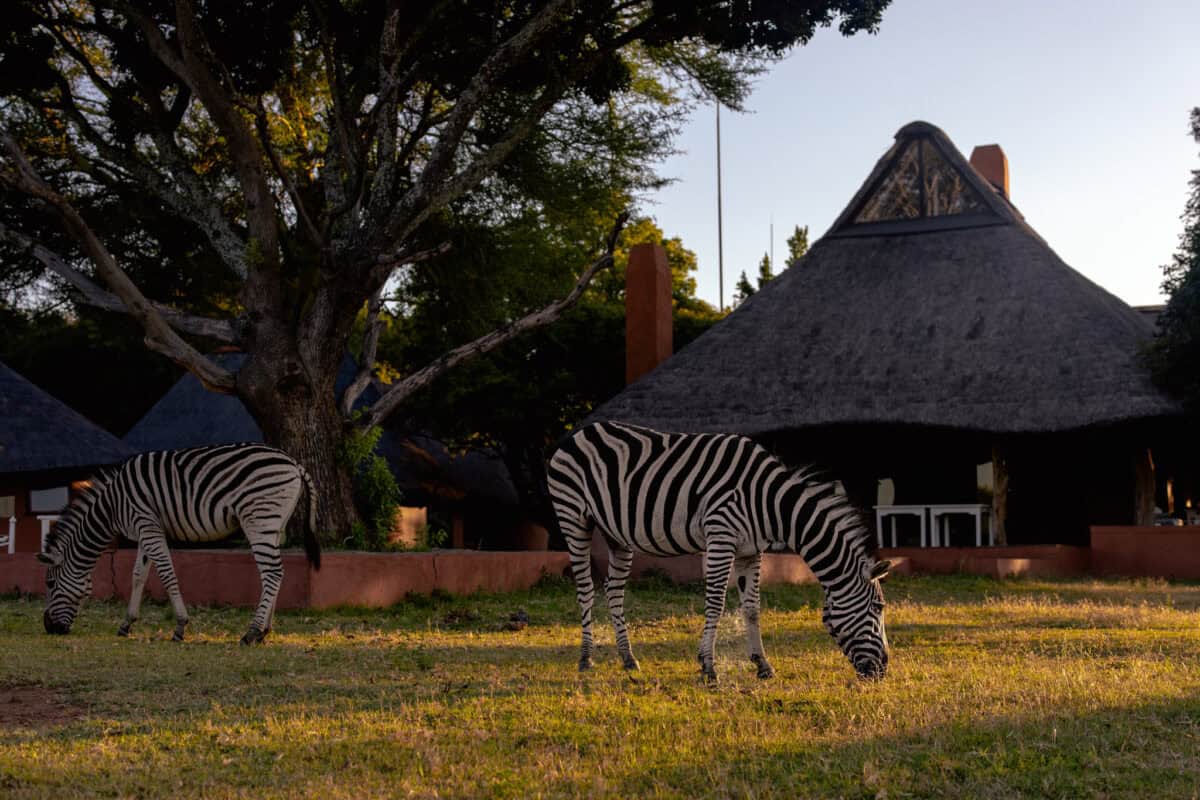 Zebras Crossing Lodge