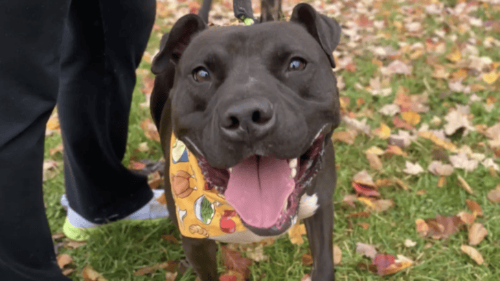 Dog Who Spent 886 Days In Shelter Received A Surprising Treat In Pennsylvania