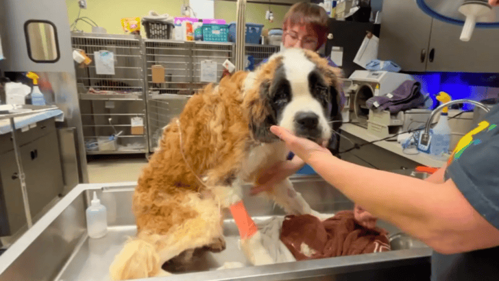 Dog Saved From Abandoned House Is Now Unrecognizable In Missouri