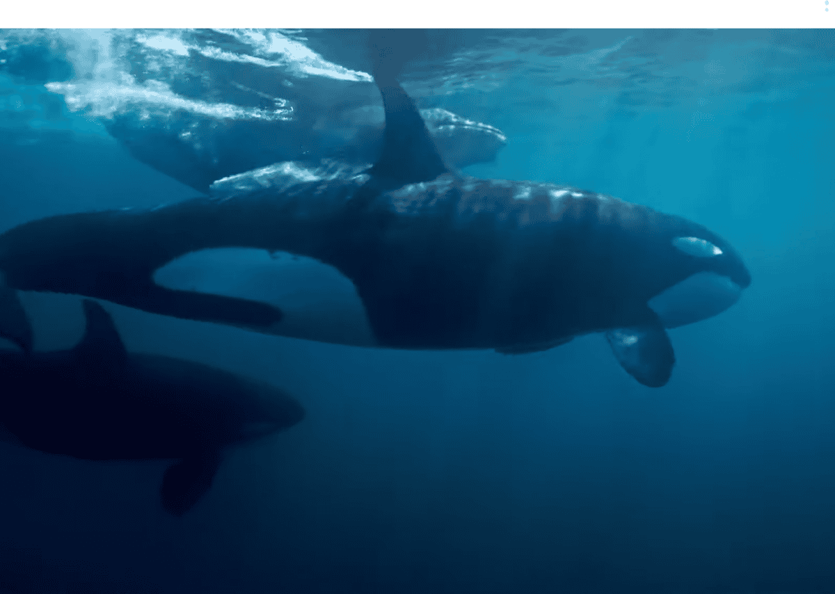 Baby humpback whale swimming alongside orca