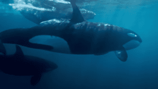 Baby humpback whale swimming alongside orca