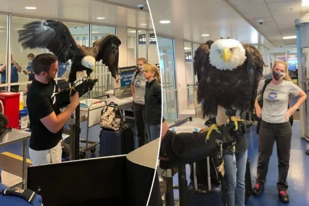 WATCH: Bald Eagle Goes Through TSA line at Charlotte Airport