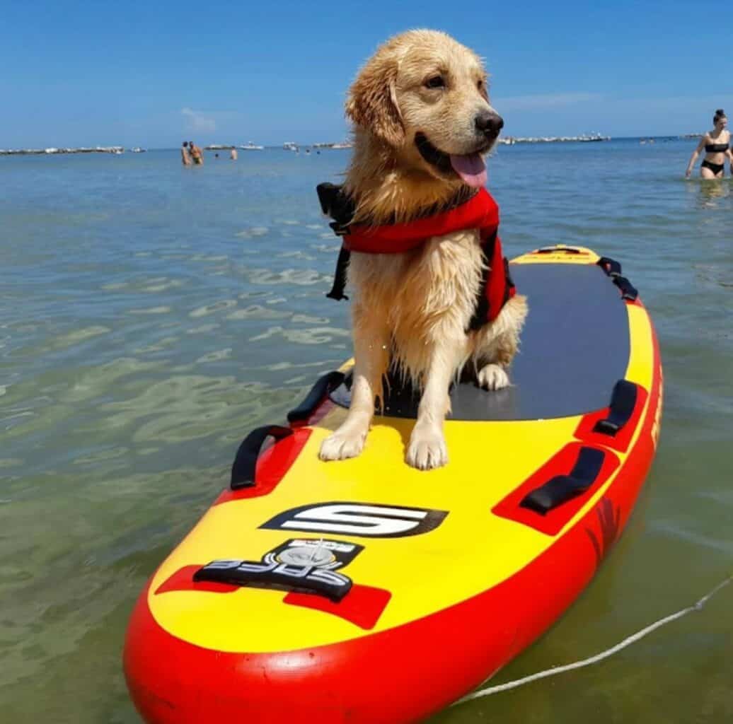 Lifeguard Dog on Duty