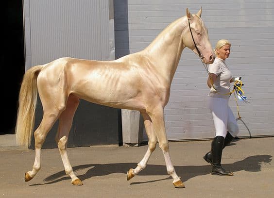 Watch: The Most Beautiful Horse in the World