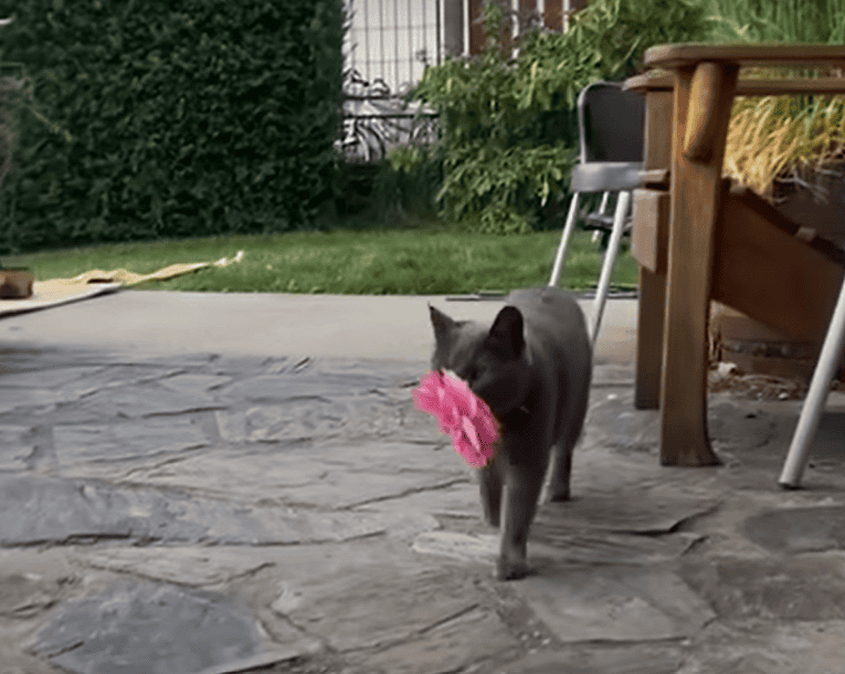 Cat bringing a flower to her owner.