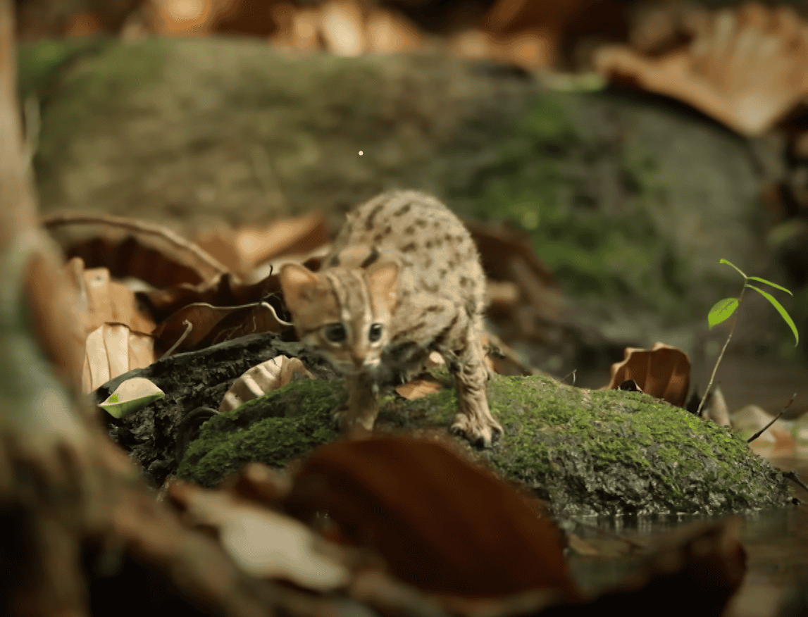 Rusty-spotted cat
