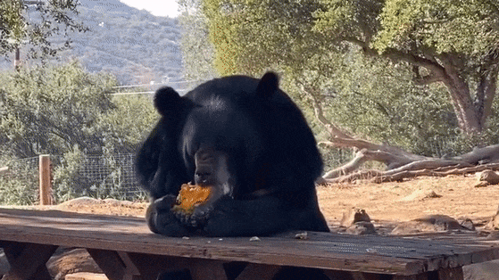 Bear Snacking by Picnic Table