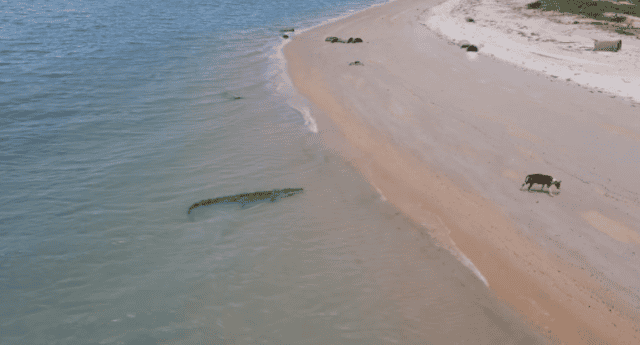 Crocodile Stalks Dog on Beach in Queensland