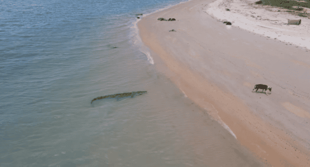 Crocodile Stalks Dog