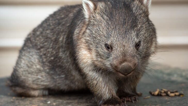 7 Animals That Are Stronger Than They Look