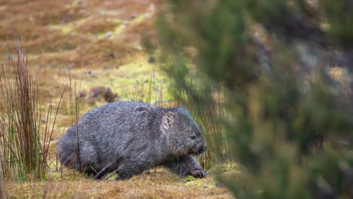 Wombats Dig Tunnels Like Engineers