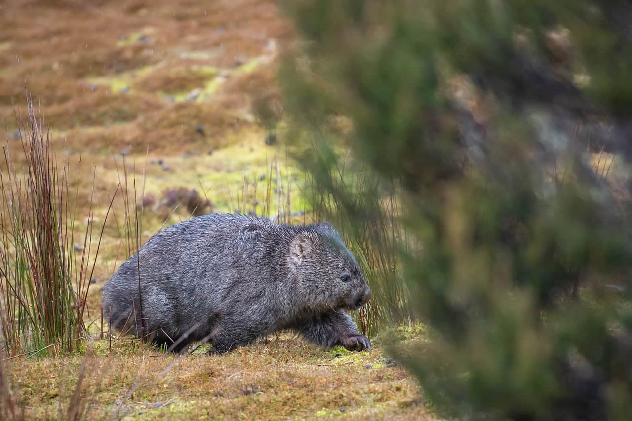 wombat