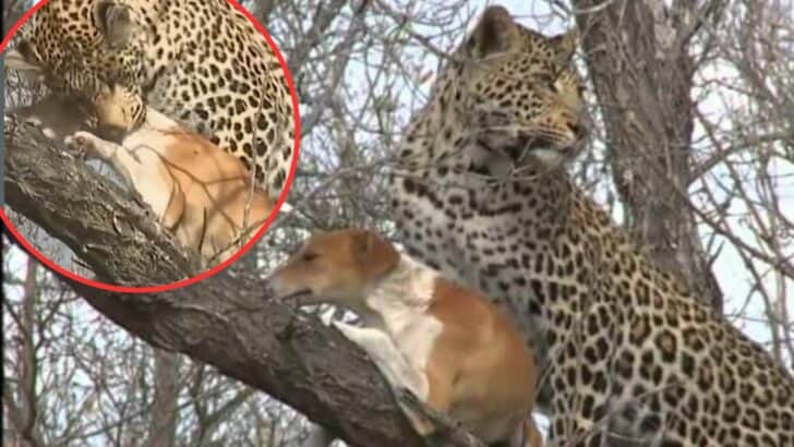 Leopard Catches Domestic Dog – but he Escapes!