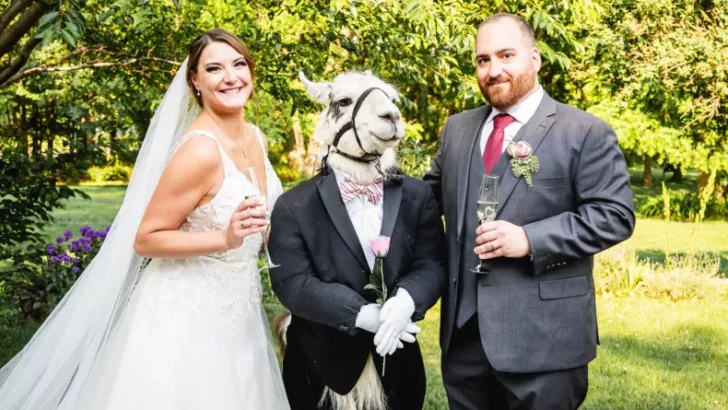 Watch: Llama Dressed as Groomsman at New York Wedding