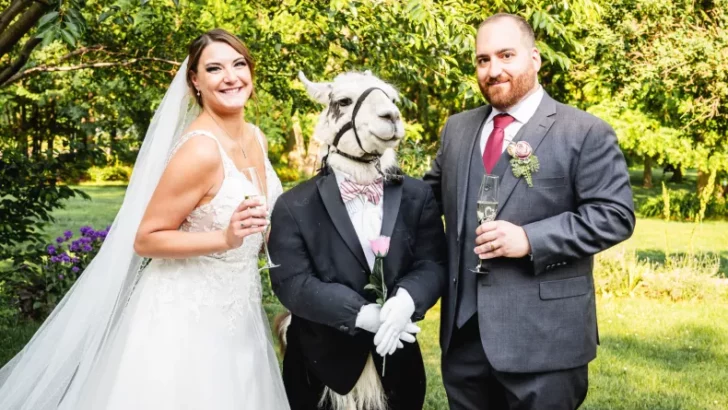Llama Dressed as Groomsman at New York Wedding