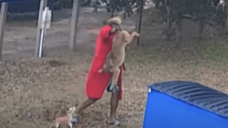 Man Grab Coyote by Tail