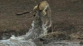 Crocodile Snatch Cheetah