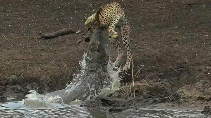 Crocodile Snatch Cheetah by Water Hole