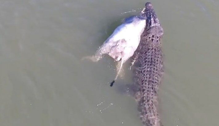Watch: Monster Cow-Hauling Crocodile in Australian River