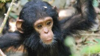 chimpanzee baby