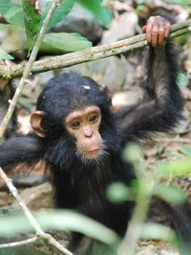 The Beautiful Moment a Baby Chimpanzee Reunites with Mother