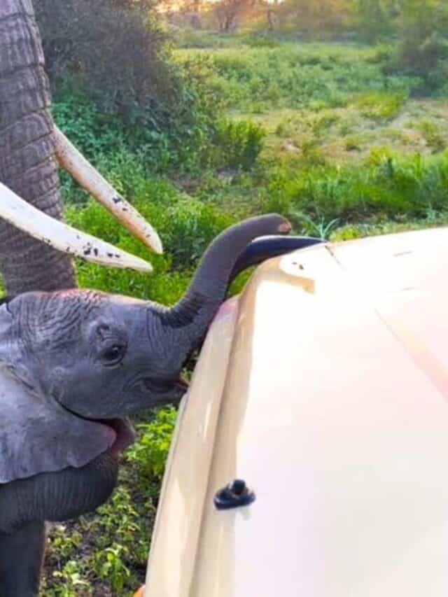 Mama Elephant Stops Baby From Getting Into Safari Jeep