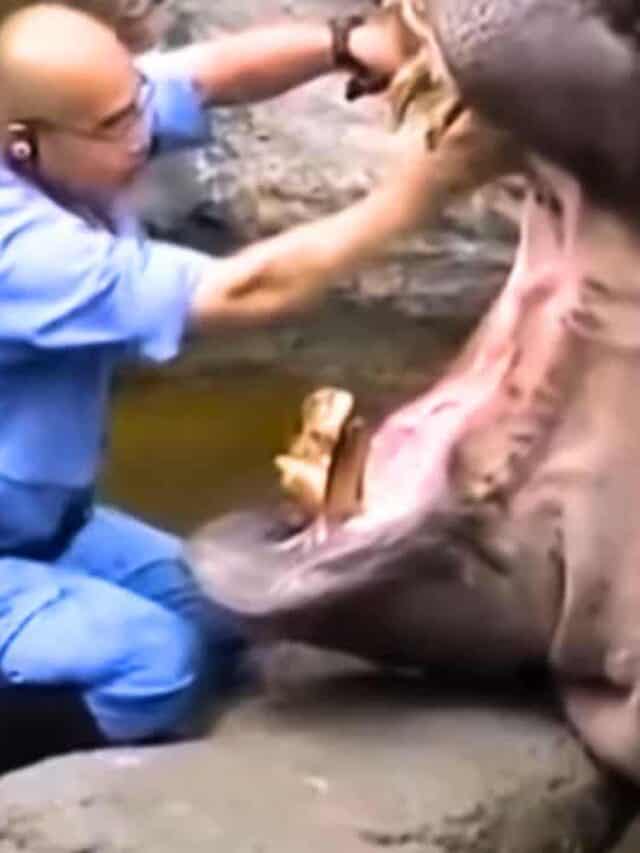 Man Brushes Hippo’s Teeth