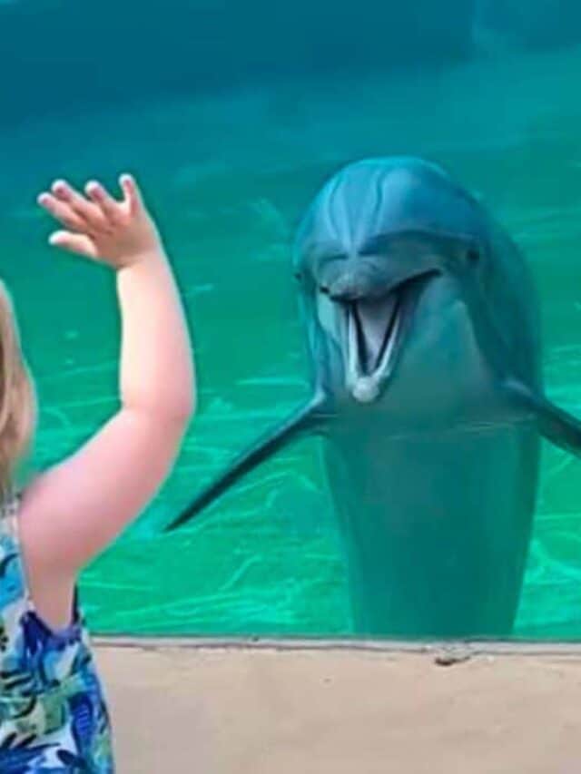 This Little Girl Might Be a Dolphin Whisperer